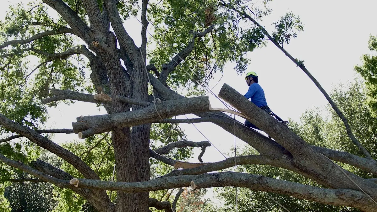 Professional Crown Thinning performed by certified arborists in Bethune