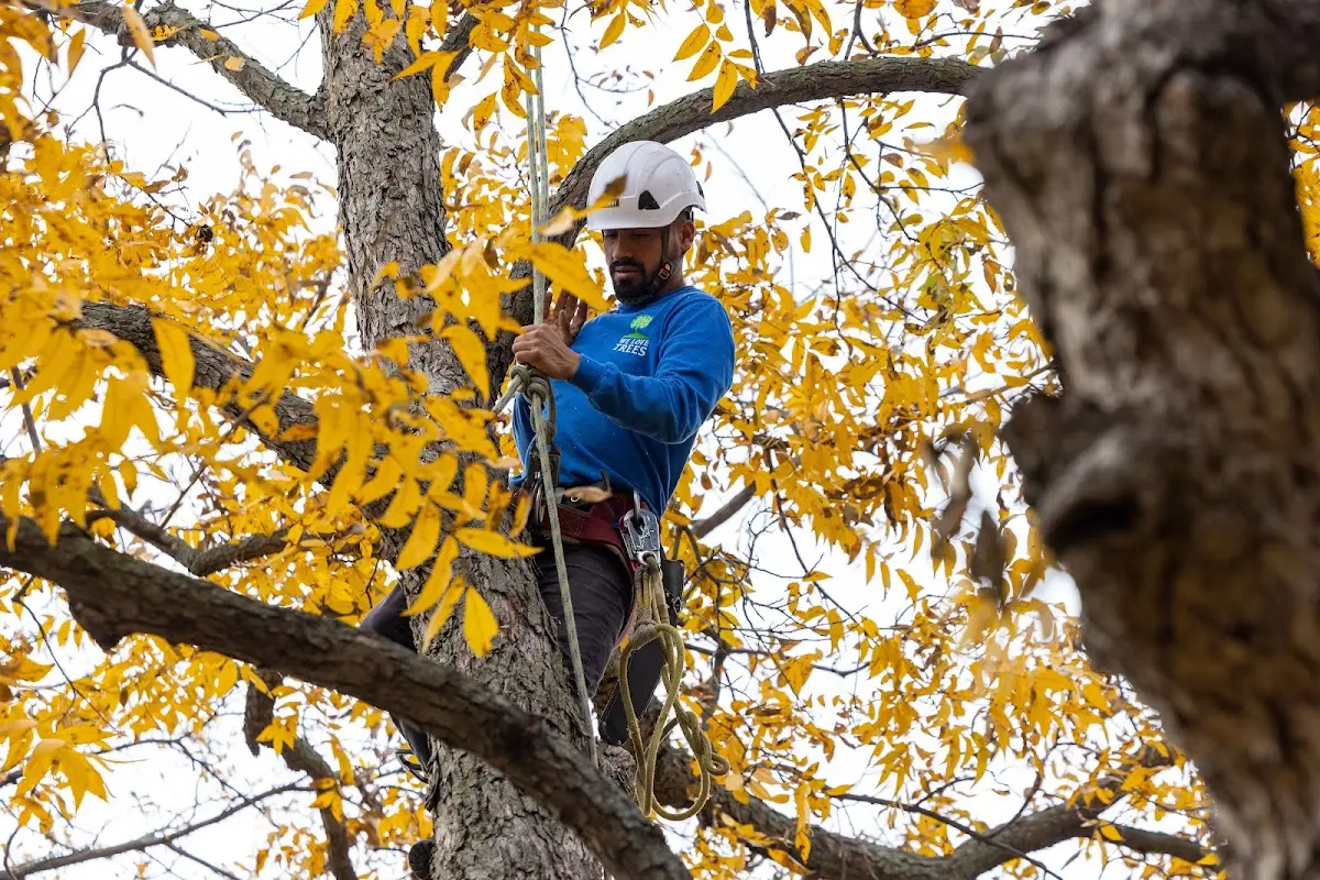 Skilled Tree Pruning crew working in Bethune